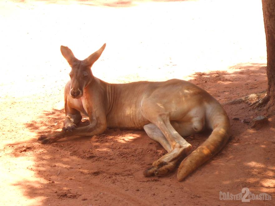 Kangaroo