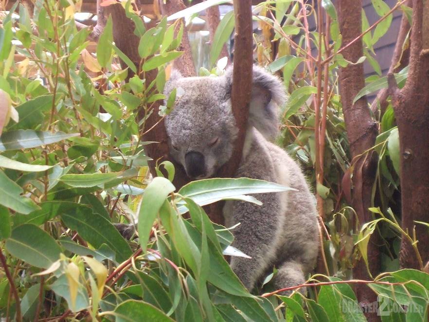 Koala