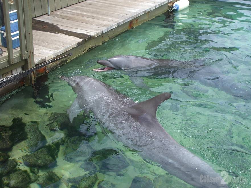 Dolphins